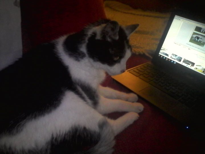 A black and white cat laying on top of a laptop computer - Pistonheads - The image shows a calm indoor scene. A black and white cat is comfortably reclining on a bright red piece of furniture, possibly a chair or a couch. The feline appears relaxed and content, with a gentle gaze directed towards the right side of the frame. Near the cat, there's a laptop open on the same piece of furniture, displaying a white screen. The contrast between the dark silhouette of the cat and the red background creates a striking visual effect. The cat's attentive posture suggests it may be intrigued by something not visible in the frame.