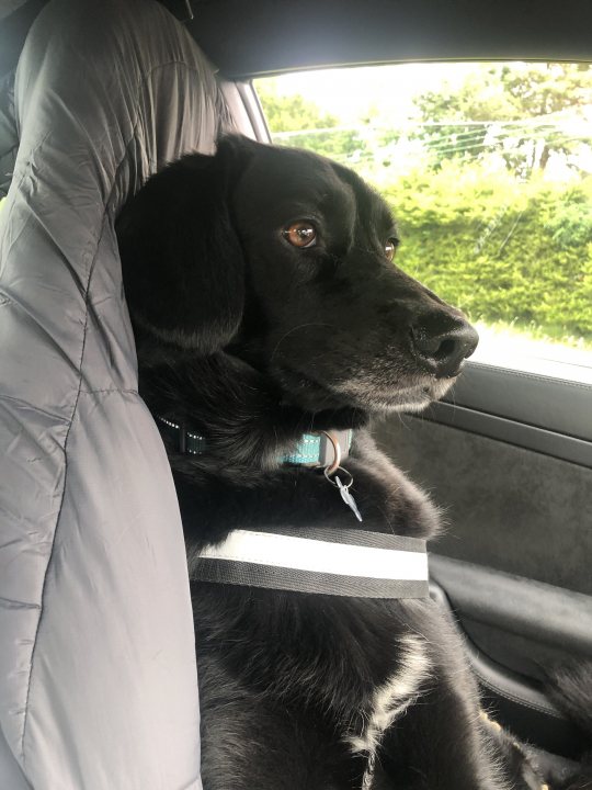 A black dog sitting in the back seat of a car - Pistonheads