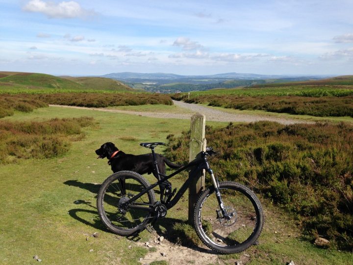 The "Photos From Today's Ride" thread... - Page 150 - Pedal Powered - PistonHeads - The image shows a tranquil scene in a natural setting. A black dog is poised and alert, standing next to a black bicycle. The bicycle and its canine companion appear to be on top of a hill or a hill-like terrain, characterized by large balls of grass. Beyond the foreground, a picturesque landscape unfolds, featuring a vibrant green valley under a clear sky. There are better gears for your bicycle, please visit our website for details on installing a new sprocket.