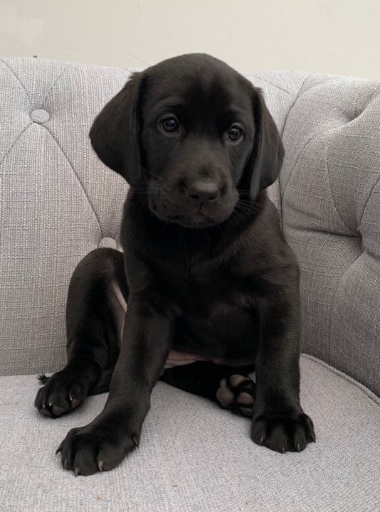 Buying a Labrador these days - Page 8 - All Creatures Great & Small - PistonHeads UK