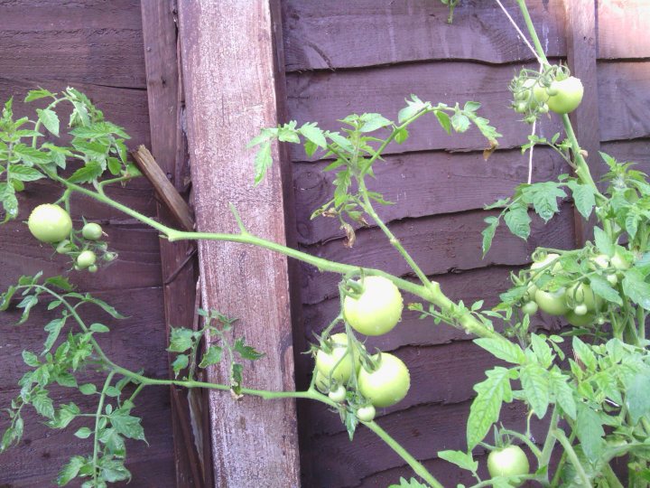 A tree filled with lots of green plants - Pistonheads - The image captures a vibrant garden scene, where a tomato plant is thriving. The leaves on the plant are a lush green, indicating good health and ample sunlight. The tomatoes, still in the form of cherry tomatoes, are starting to turn yellow, signifying ripeness. The tomatoes are still on the vine, in various stages of growth. The garden wall in the background is made of wood, providing a rustic backdrop to the verdant scene.