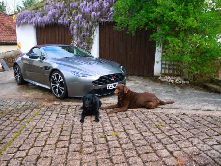 So what have you done with your Aston today? - Page 109 - Aston Martin - PistonHeads - The image portrays a serene outdoor scene featuring a sleek silver sports car and two dogs. The sports car, with its black grille and a license plate that reads "AB16 JAS," is parked diagonally on a cobblestone driveway. A black Labrador Retriever is situated in front of the car, while a brown dog is lying down further away on the same driveway. To the left of the image, a purple tree adds a splash of color to the scene. The overall atmosphere is peaceful and picturesque, with the dogs and the car creating a sense of domestic tranquility.