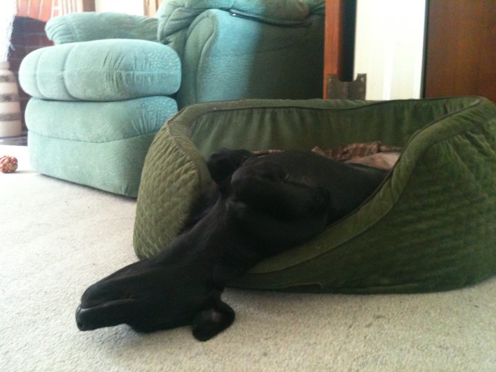 Pistonheads - This image captures a cozy scene with a black dog laid comfortably in a green pet bed on a light-colored carpet. The dog appears to be asleep, its body relaxed and curled up. In the background, there's a glimpse of a living room setting with a tree and a table. The setting suggests a calm and peaceful indoor environment where the dog is enjoying some rest.