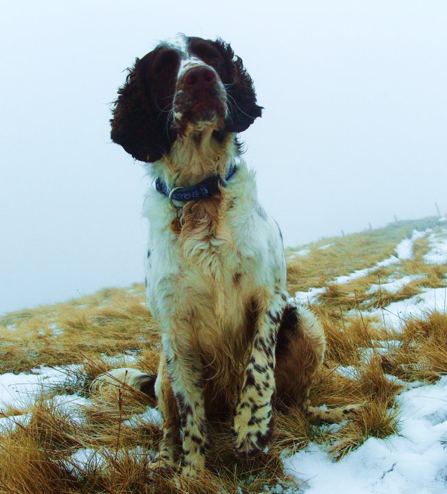 Post photos of your dogs - Page 8 - All Creatures Great & Small - PistonHeads - The image captures a serene moment in a snowy field. A brown and white spotted dog is the main subject, sitting amidst the sparse, dry grass. Its ears are up, indicating an alert state, suggesting it might be listening to sounds in its surroundings. The dog is wearing a collar, and its front paws are stretched out in front of it, as if it is about to embark on an adventure. The field is blanketed in snow, and in the distance, there is a suggestion of fog, adding a sense of tranquility and depth to the scene.