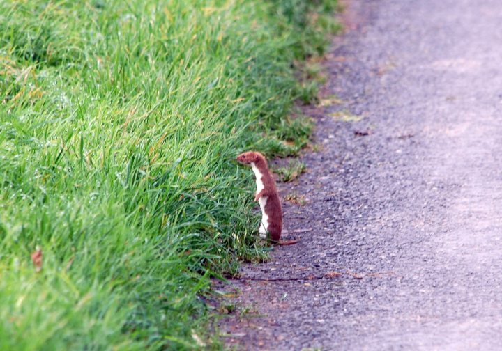 Pine Martens - Page 1 - All Creatures Great & Small - PistonHeads - In the image, there is a solitary weasel, its brown and white fur contrasting with the lush greenery around it. The weasel is standing on a gravel road, its attention seemingly captured by something off to the side. The road itself cuts through a verdant field of wild flowers and tall grass, hinting at a rural or wooded environment. The perspective of the image is from a distance, allowing the weasel and the field it stands in to dominate the foreground. The color green is the most prominent in the photo, lending a sense of tranquility to the scene.