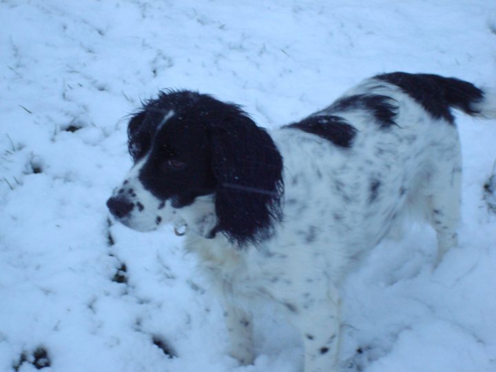 Senior Food Dog Pistonheads - In the image, a black and white dog stands majestically in a snowy field. The dog's fur is a stark contrast to the surrounding snow, providing a visually appealing sight. The dog appears to be looking directly at the camera, seemingly aware of being photographed. In the distance, you can make out some grass peaks through the snow, suggesting that the field is usually green. The sky is clear, suggesting that it might be a cold winter day. The image captures a serene winter scene, with the dog as the main focus.