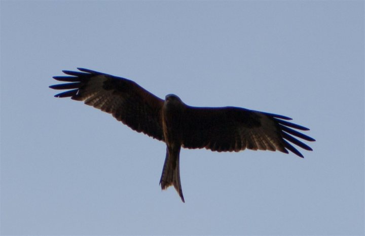 Kite Pistonheads Red - The image presents the majestic sight of a bird of prey in flight against a clear blue sky. The bird, which could be a falcon, has its wings outstretched and its sharp beak pointed downwards, likely showing signs of hunting instincts. The wings are feathered and display a typical bird of prey profile, with ruffled black tips at the ends. The bird's body appears streamlined and muscular, indicative of its powerful build and agility. The fuzzy tail of the bird can be seen trailing behind in a display of its aerodynamics.