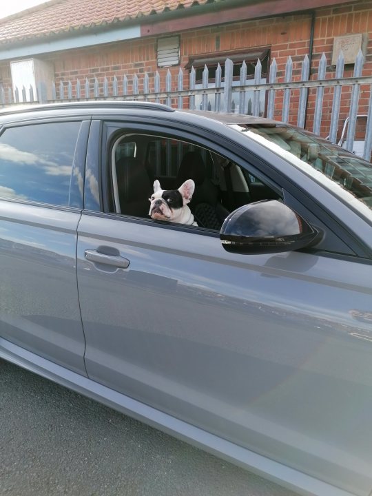 Post photos of your dogs (Vol 4) - Page 176 - All Creatures Great & Small - PistonHeads