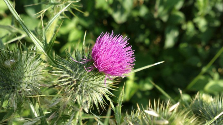 The official Nokia EOS thread - Page 3 - Computers, Gadgets & Stuff - PistonHeads - This image features a close-up of a thistle plant in full bloom. The flower head, which is the main focus of the image, is a vibrant shade of pink, with purple and longer thistle heads visible in the background. The thistle's prickly stems and leaves are clearly visible, demonstrating the plant's distinctive characteristics. The colors in the image are striking, with the pink flower standing out against the green backdrop. The overall scene is a beautiful example of nature's intricate landscapes.