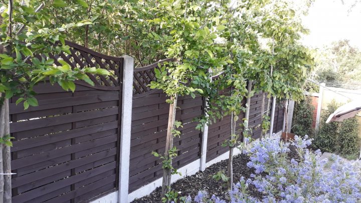 How to trim my new pleached lime trees - Page 1 - Homes, Gardens and DIY - PistonHeads