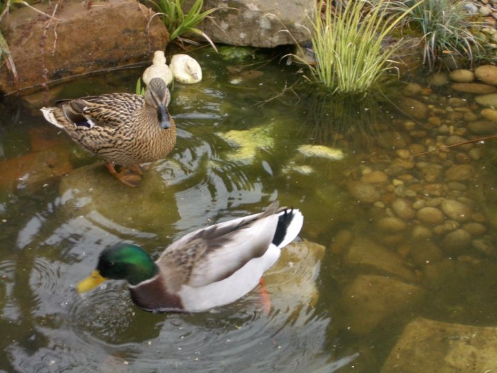 Pistonheads Pond Ducks Nesting - The image features a serene waterside scene. There are two ducks, one brown and green, and the other white and black. The brown and green duck is in the process of cleaning itself in the water between stepping stones, while the white and black duck appears to be swimming. A small waterfall or water feature is visible in the background, adding to the tranquil atmosphere. A thin layer of green algae covers the surface of the water. There are also some rocks and plants along the edge of the frame. This picture captures a harmonious interaction between wildlife and their environment.