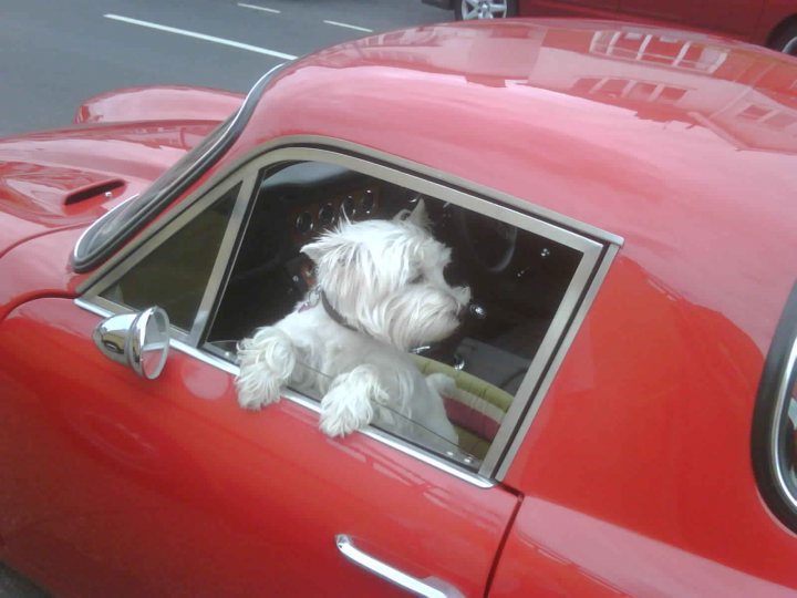 Anyone transport a dog in their TVR? - Page 2 - General TVR Stuff & Gossip - PistonHeads - In the image, a white dog is perched in the driver's seat window of a distinctive red classic car. The dog's ears are pointed upwards as it peers out of the vehicle, which is positioned on a street. There are reflections of the car and the street in the window, adding an artistic touch to the scene. Another car is visible in the background, indicating the car is at a car show or a public place with vehicles.