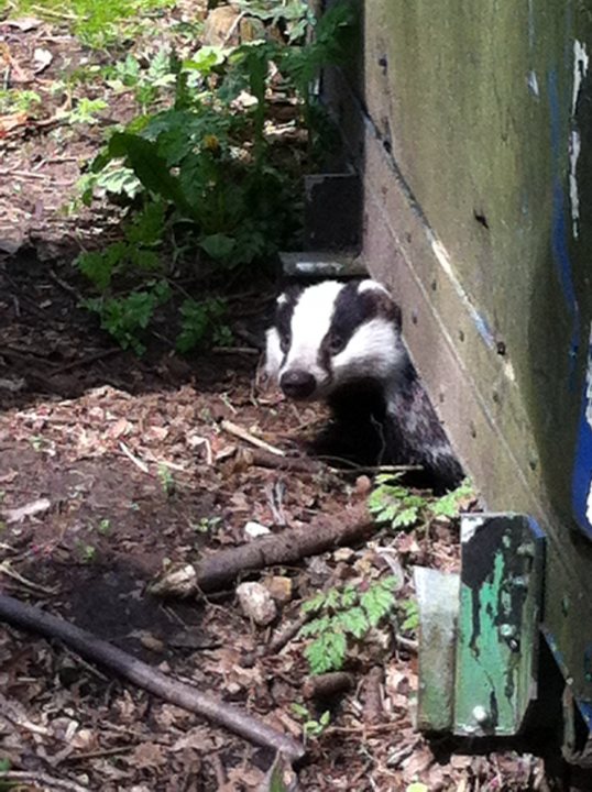 Back garden Badger shocker !! - Page 1 - All Creatures Great & Small - PistonHeads - The image showcases a black and white badger with a distinctive stripe running down the center, peeking out from under a wood slat in a forested area. It appears to be cautiously emerging from its burrow, with only its head visible, surrounded by scattered leaves on the ground. In the background, there are a few plants and bare earth, suggesting that the scene takes place near a forest or woodland. No other animals are visible in the immediate vicinity of the badger, indicating that it might be trying to evade nearby detection.