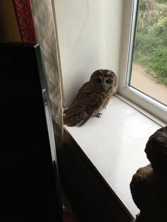 Owl in the living room... - Page 1 - All Creatures Great & Small - PistonHeads