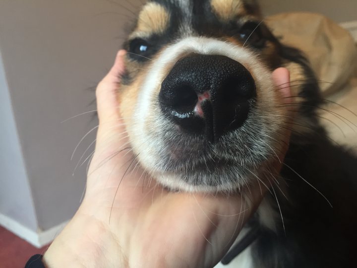 A close up of a dog wearing a hat - Pistonheads - In the image, a hand is gently touching the face of a dog with its paw open. The dog's nose is quite prominent, featuring a pink spot on its nose and brown around its nostrils. Its fur appears to be a mix of black, brown, and cream, and it is stretching its mouth as if in a happy manner. The background is simple and neutral, featuring a cream wall and a beige bed or rug.