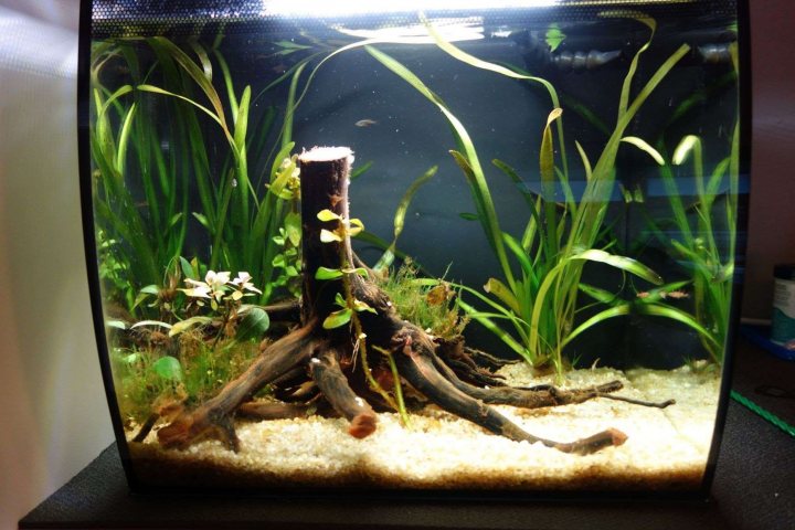 Show me your aquarium - Page 13 - All Creatures Great & Small - PistonHeads