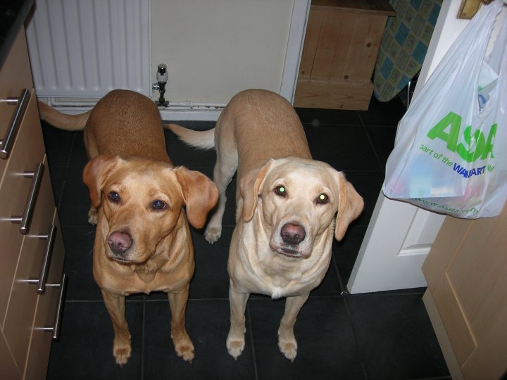 Sophie & Susie - Page 1 - All Creatures Great & Small - PistonHeads - This image captures a heartwarming moment in a kitchen, where two dogs are standing on a black tile floor, side by side. They are puppies, exhibiting young and energetic behavior. The one on the left is of a tan color, while the one on the right is a lighter shade, possibly cream or beige. They are both facing the camera directly, their expressions bright and curious as if they are greeting the viewer. The kitchen counter is visible in the background, topped with a white countertop and adorned with a blue towel, adding to the homely feel of the scene.