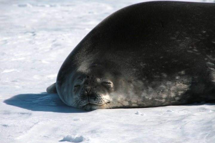 A close up of a polar bear on a rock - Pistonheads - In the given image, a solitary seal is resting comfortably in the snow. The seal, with its fur appearing wet, is lying on its side, using its flippers for support. Its eyes are closed, indicating a sense of tranquility and security. The snowy surface and the ambiance of the image suggest a clean, snow-covered environment, possibly a polar region. The overall scene conveys a peaceful moment in the life of this seal, undisturbed in its icy habitat.