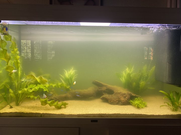 Show me your aquarium - Page 41 - All Creatures Great & Small - PistonHeads UK