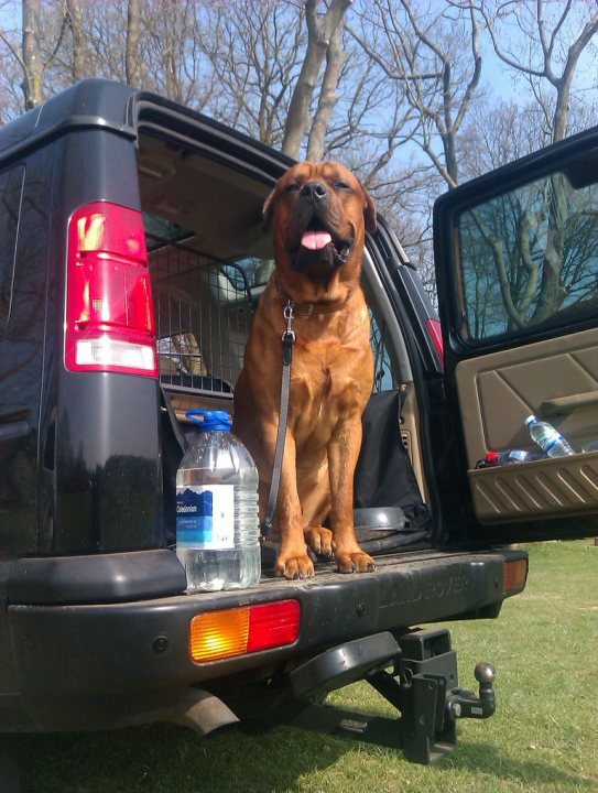 A dog sitting in the back of a truck - Pistonheads - The image captures a moment of serenity in nature. A brindle dog, full of life and vitality, is the main subject. The dog, with its tongue playfully sticking out, is nestled comfortably in the back of a black truck. The truck is parked on a grassy lawn, basking in the soft light of daytime. The tailgate of the truck is open, revealing a water bottle and a piece of food inside, indicating the dog's mealtime. In the background, you can see a cluster of trees under the open blue sky, adding a touch of wilderness to the scene.