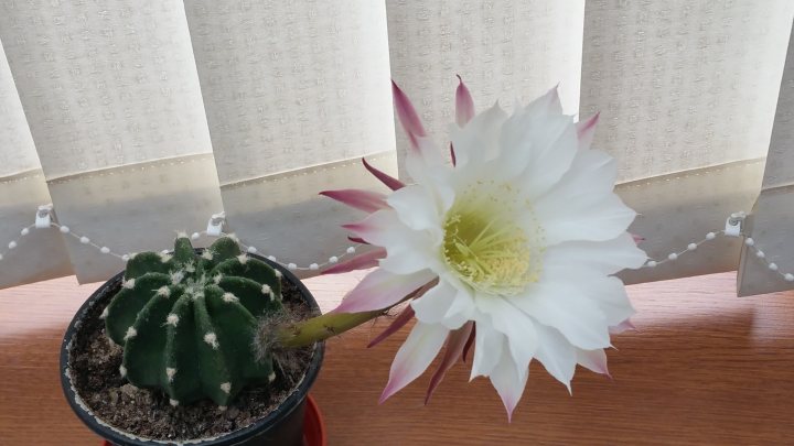 anyone grow cacti in the uk? - Page 2 - Homes, Gardens and DIY - PistonHeads