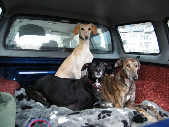 Post photos of your dogs - Page 161 - All Creatures Great & Small - PistonHeads - The image captures a tranquil scene inside a car, where a trio of dogs, each distinct in size and coat color, are comfortably nestled on the back seat. The light beige dog is perched on the front, with the small white dog partially visible by its side. The large black dog occupies the back middle, facing the camera with an air of quiet observation. The car's interior is indicated by the reflection of a building in the side windows, adding depth to the image. The car's blue color contrasts with the warm tones of the dogs' coats and the blanket they are lying on, a shade of purple spotted with white paw prints. The overall atmosphere seems to be one of calm and contentment, with the cats enjoying their cross-country journey.