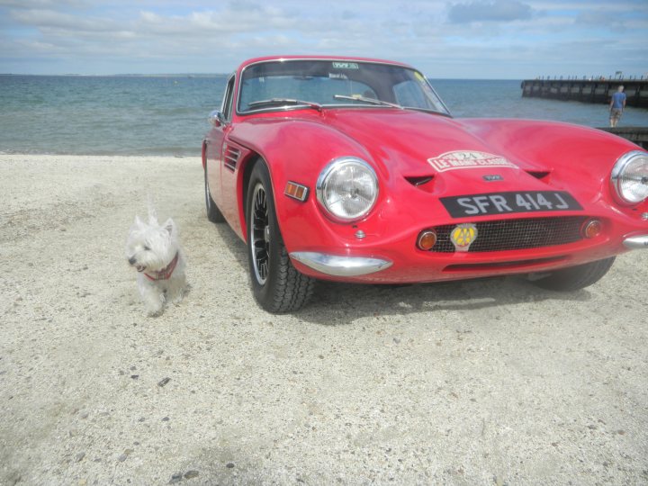 Post photos of your dogs vol2 - Page 493 - All Creatures Great & Small - PistonHeads