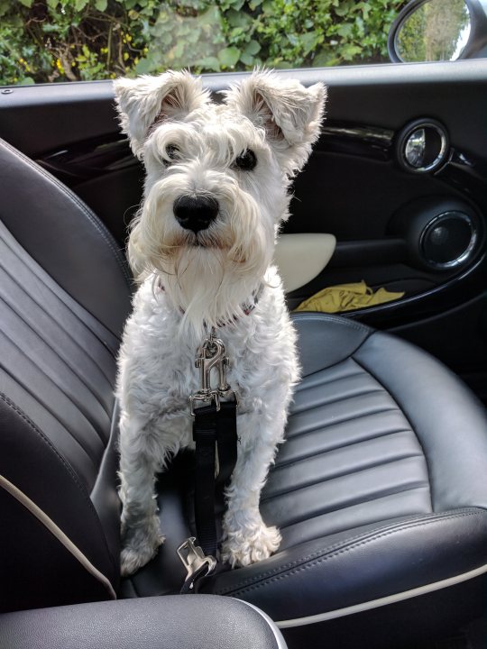 Post photos of your dogs (Vol 3) - Page 28 - All Creatures Great & Small - PistonHeads