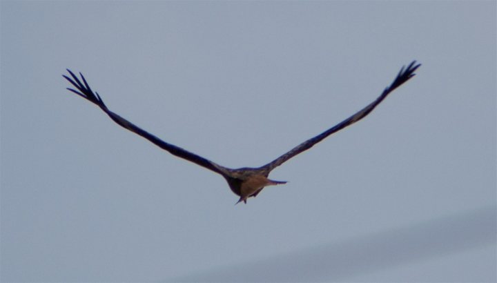 Pistonheads Red Kite