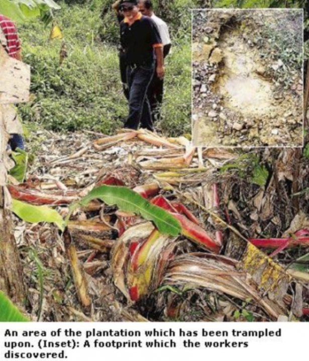 The image is a combination of photographs taken in an outdoor setting. It shows a group of three individuals, likely human, standing in the vicinity of a dense forest or jungle with a variety of lush greenery. Two individuals are standing upright, while one is partially bent forward, possibly observing the ground. 

The lower portion of the image appears to be a close-up of plant material or mulch, with vibrant colors like red and green, suggesting a high level of decay or decomposition. This section includes a caption that reads, "An area of the plantation which has been trampled upon. (Inset): A footprint which the workers discovered." The caption suggests a connection between the image of the footprint and the concept of disciplinary action for wrongdoing.