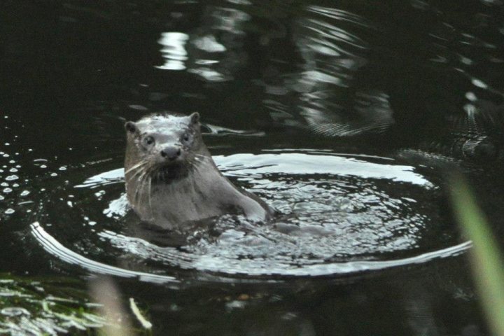 Urban Otters - Page 1 - All Creatures Great & Small - PistonHeads - The image captures a moment of serenity in nature, featuring a unique creature. A silver otter, recognized by its characteristic webbed feet, is swimming in a dark green body of water, which could possibly be a pond or a river. The otter is positioned towards the bottom right corner of the image, appearing to move, perhaps hunting for food beneath the water's surface. The setting sun or moving water lights up the otter's fur, enhancing its silver hue, creating a captivating view of this nocturnal mammal in its natural habitat.