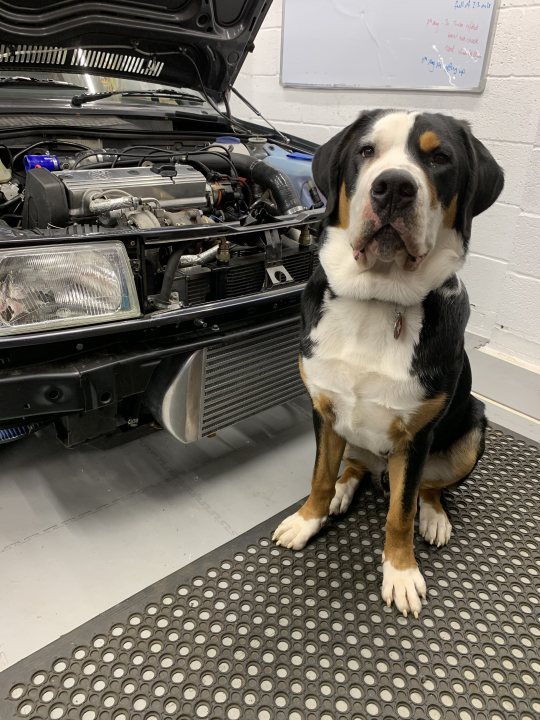 Post photos of your dogs (Vol 4) - Page 91 - All Creatures Great & Small - PistonHeads