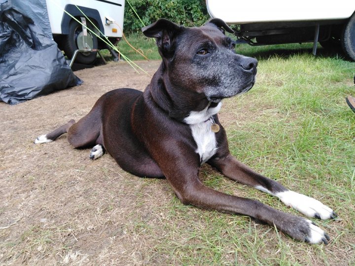 Staffies.. - Page 9 - All Creatures Great & Small - PistonHeads