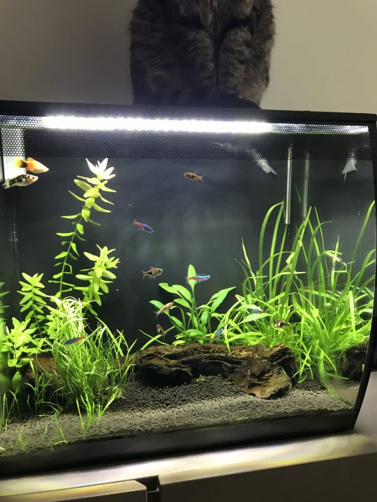Show me your aquarium - Page 8 - All Creatures Great & Small - PistonHeads