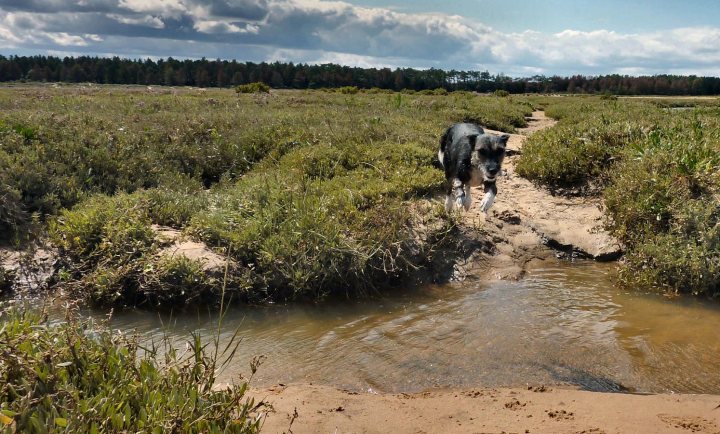 Post photos of your dogs (Vol 3) - Page 43 - All Creatures Great & Small - PistonHeads - In this image, a black dog with a white spot on its face is walking along a dirt road that cuts through a grassy wooded area. The road appears to be a dirt path that divides the grassy landscape. The dog and path are surrounded by tall grass on both sides, which suggests a rural or uncultivated setting. In the distance, the woods are easily visible with trees stretching up into the sky.