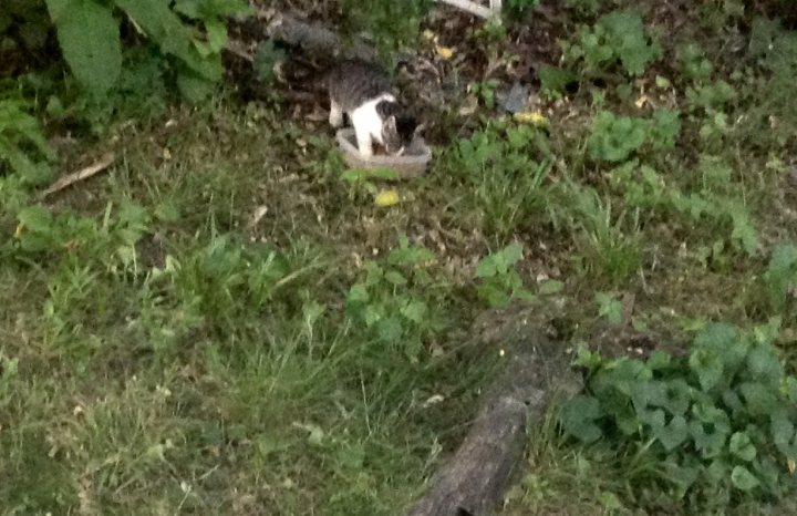 A bird standing in the grass near a tree - In the image, we can see a cat elegantly balancing on a fallen branch, its movements captured mid-stride. The cat is near a small white object, which might be something the cat found interesting. The branch on which the cat is balancing is on the left side of the image, while the cat is on the right side. The background is lush and vibrant, filled with green grass and trees.