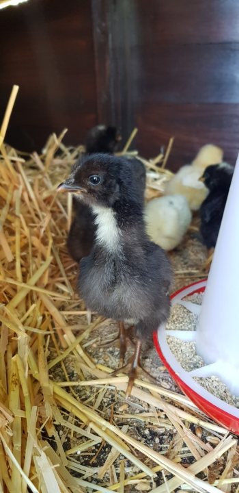 Chickens, now she's done it! (cute chick content) - Page 3 - All Creatures Great & Small - PistonHeads