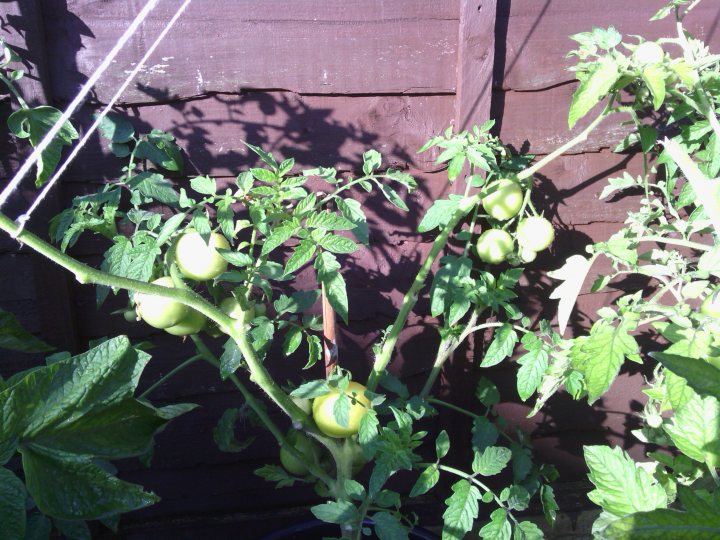 A tree filled with lots of green plants - Pistonheads - The image showcases a lively tomato plant flourishing in a garden. The plant is abundant with green leaves and stems, providing a vibrant backdrop for the ripe, yellow cherry tomatoes. Amid the stand of green leaves, a bare part of the plant is visible, suggesting the plant's pruning or a recent harvest. The garden, though partially obscured by the tomato plant, gives an impression of a well-tended greenhouse or glasshouse, which amplifies the sunlight reaching the plants, contributing to their thriving condition.