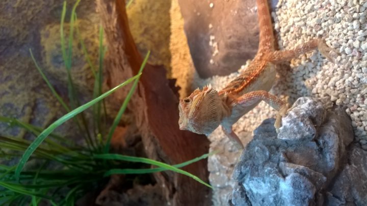 Our new bearded dragon! - Page 1 - All Creatures Great & Small - PistonHeads - This image captures a moment in the life of a gecko living in an indoor terrarium. The gecko, with its distinctive spotted pattern and skinny tail, is perched on a rocky outcropping. It appears to be observing something with interest. In the background, a plant stands tall, adding a natural touch to the setting. The substrate indicating a desert-like environment enhances the overall scene. The image provides a glimpse into the gecko's habitat, giving viewers insight into the life of this fascinating creature.