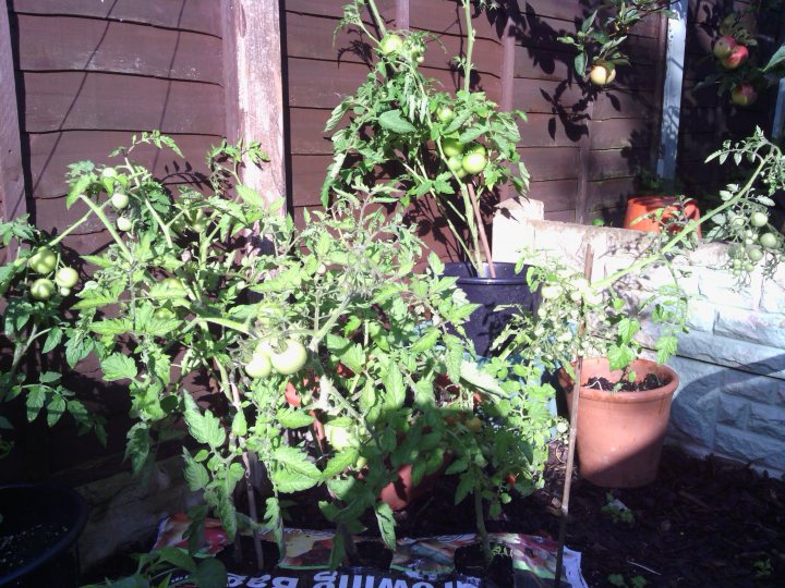 A garden filled with lots of potted plants - Pistonheads - The image captures a quaint backyard garden with several potted plants. Numerous tomato plants, their green leaves and red fruits bursting with growth, occupy a large patio area. A black plastic pot holds them, its glossy surface reflecting some of their vibrant color. Among the other plants, there's a potted orange tree, its leaves a refreshing shade of green. The garden is nestled against a rustic wooden fence, its rich tones complementing the verdant hues of the plants.