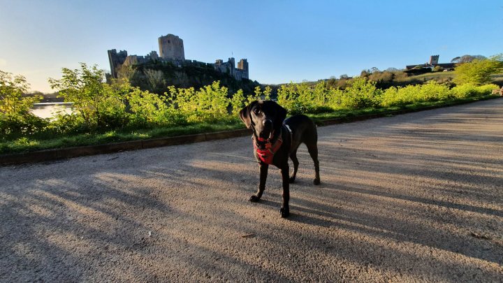 Post photos of your dogs (Vol 5) - Page 44 - All Creatures Great & Small - PistonHeads UK - The image depicts a serene scene of a dog standing on a gravel driveway. The dog, appearing to be medium-sized with a black and white coat, is wearing a red collar and has its head lowered as if it's sniffing the ground or waiting for something. In the background, there's a building that resembles a castle or fortress structure, suggesting that this might be located in a historic area or near a tourist attraction. The setting is outdoors with sunlight casting shadows on the ground.