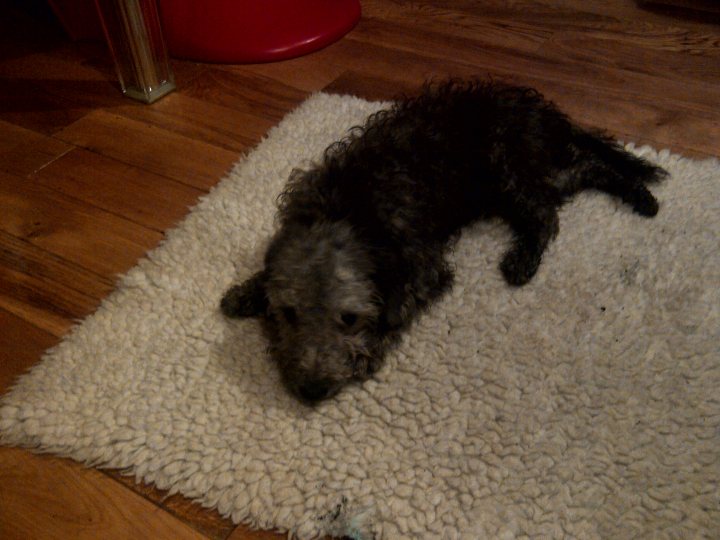 Bedlington Terrier Puppy - Page 1 - All Creatures Great & Small - PistonHeads - The image features a small, black dog lying comfortably on a white shag carpet that contrasts with its dark fur. The dog appears to be relaxed and comfortable, with its head resting on the carpet. The sheer white fabric of the rug suggests a soft and inviting surface. The room has a wooden floor that provides a warm texture to the scene. The entire image conveys a tranquil domestic setting.