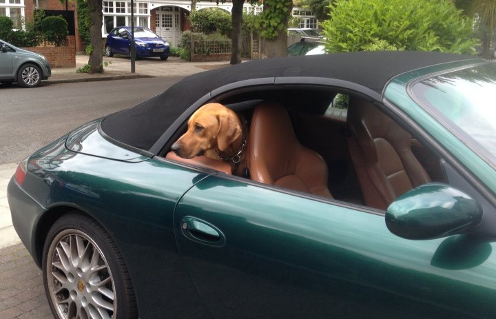 Sporty convertible with dog in tow? - Page 1 - General Gassing - PistonHeads