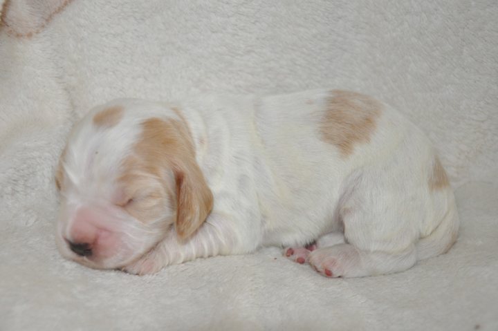 Spaniel Pistonheads Cocker Pup