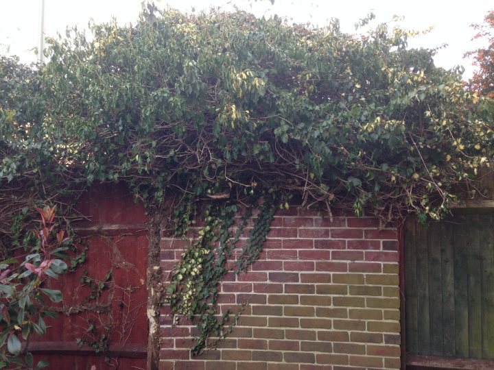Crazy ivy destruction - a few pics - Page 1 - Homes, Gardens and DIY - PistonHeads