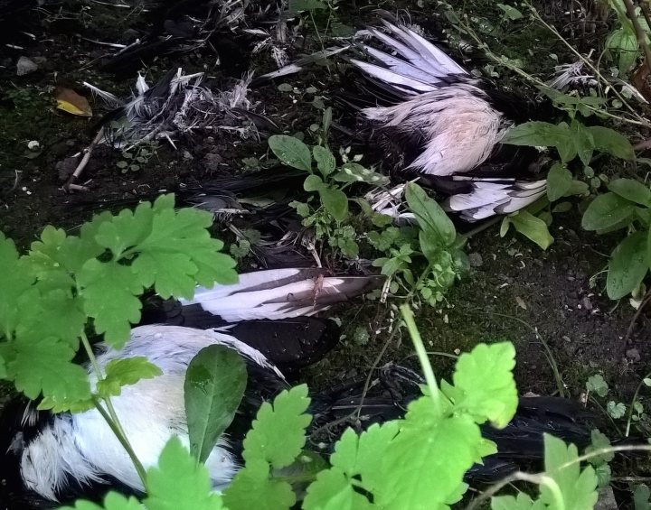 What have your cats brought you today? - Page 1 - All Creatures Great & Small - PistonHeads - This image captures a very somber scene of a dead bird in a state of decay. The bird, with its black and white feathers, is lying on the ground, surrounded by green leaves. The leaves are vibrant and healthy, providing a stark contrast to the bird's lifeless state. The ground beneath is slightly damp, suggesting it might have rained recently. The image evokes a sense of stillness and the natural cycle of life.