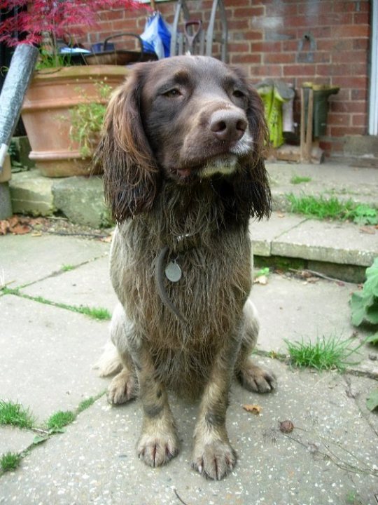 Springers Pistonheads - The image shows a Cognac Cavalier Spaniel in its coat as it stands on a stone patio surface. The dog has a shiny, wet coat, especially around its legs and feet, which may suggest it has recently been through the rain, or it could be after a grooming session. Its ears are floppy and brown, and its eyes are looking directly at the camera, lying a few inches below the level of the viewer. The background includes a brick wall and various garden elements, including a chair, potted plants, and what seems to be a watering can.