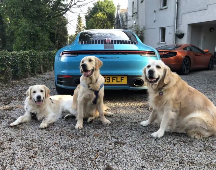 Post photos of your dogs (Vol 4) - Page 30 - All Creatures Great & Small - PistonHeads