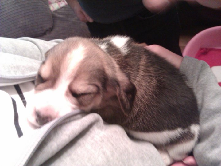 Pup Pistonheads Beagle