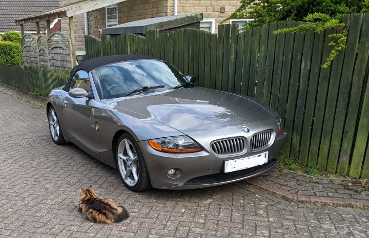 It's Caturday- Post some cats (vol 3) - Page 326 - All Creatures Great & Small - PistonHeads UK